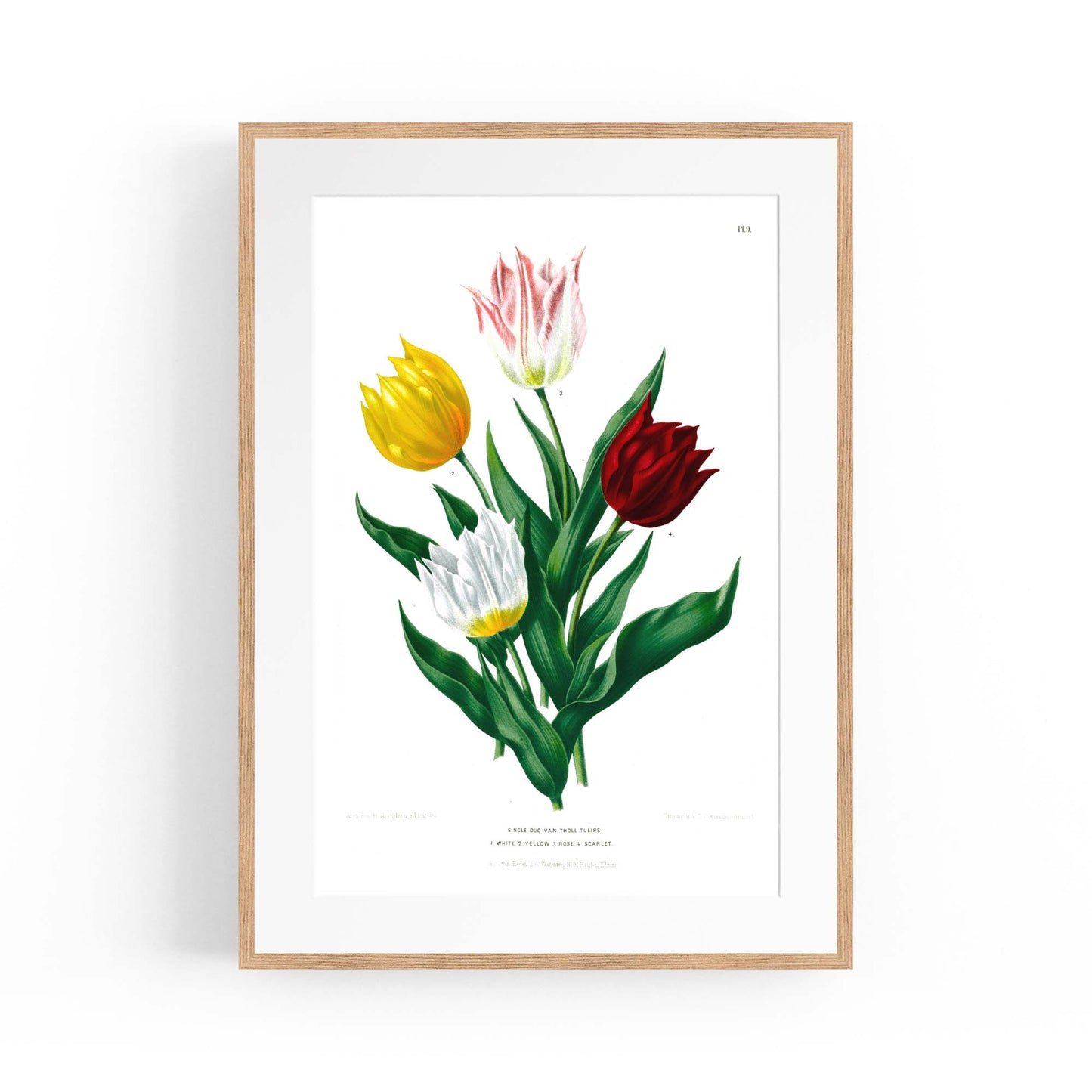 Tulip Botanical Vintage Kitchen Wall Art - The Affordable Art Company