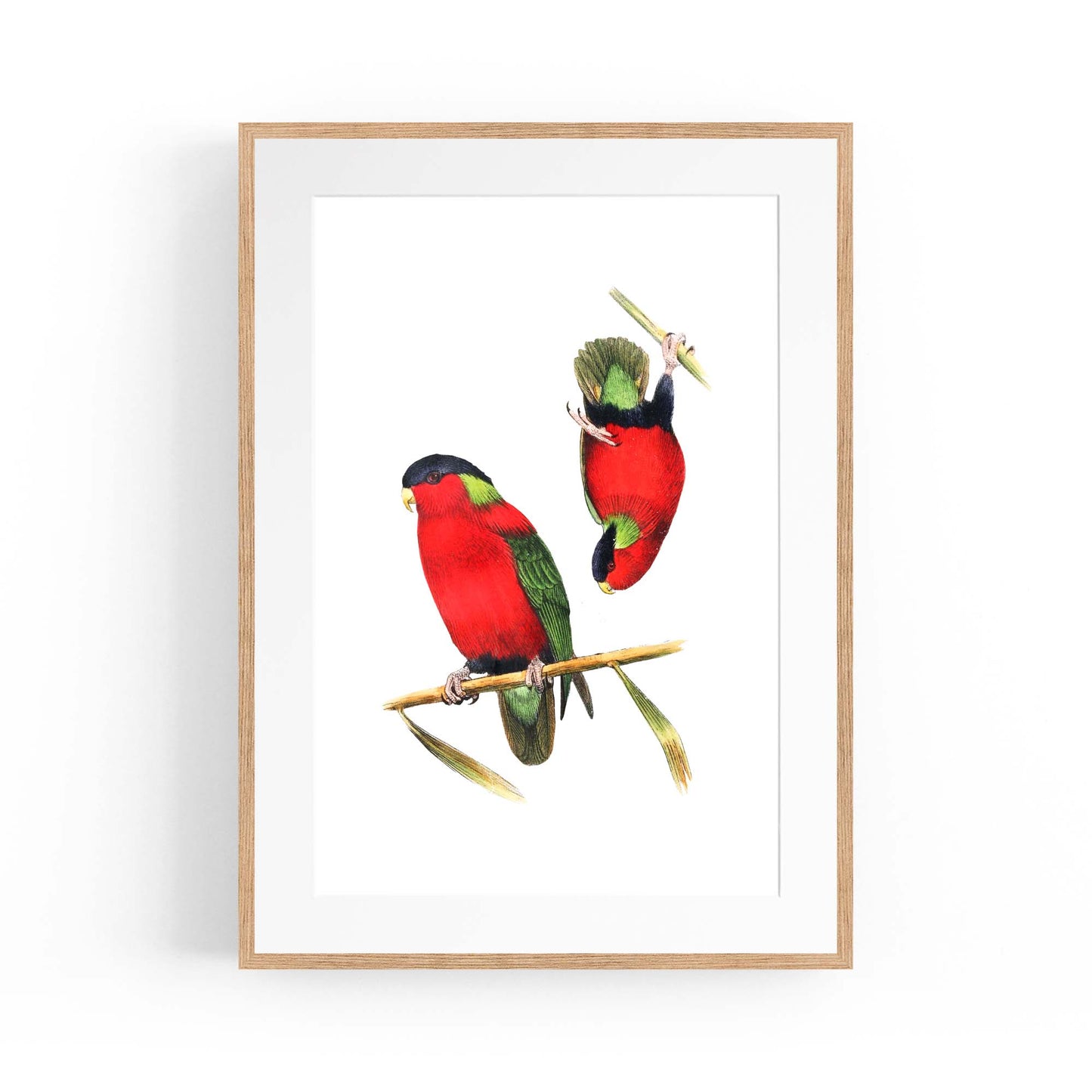 Collared Lories Bird Exotic Drawing Wall Art - The Affordable Art Company