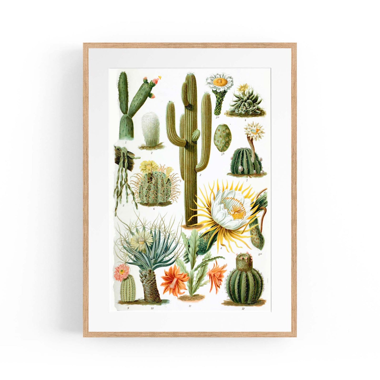 Cactus Botanical Drawing Kitchen Plant Wall Art - The Affordable Art Company