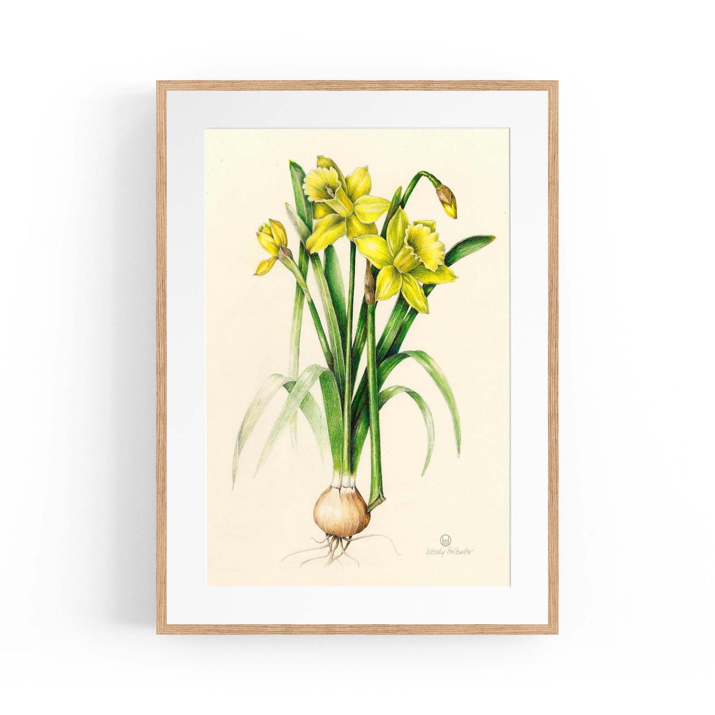 Daffodil Flower Botanical Drawing Kitchen Wall Art - The Affordable Art Company