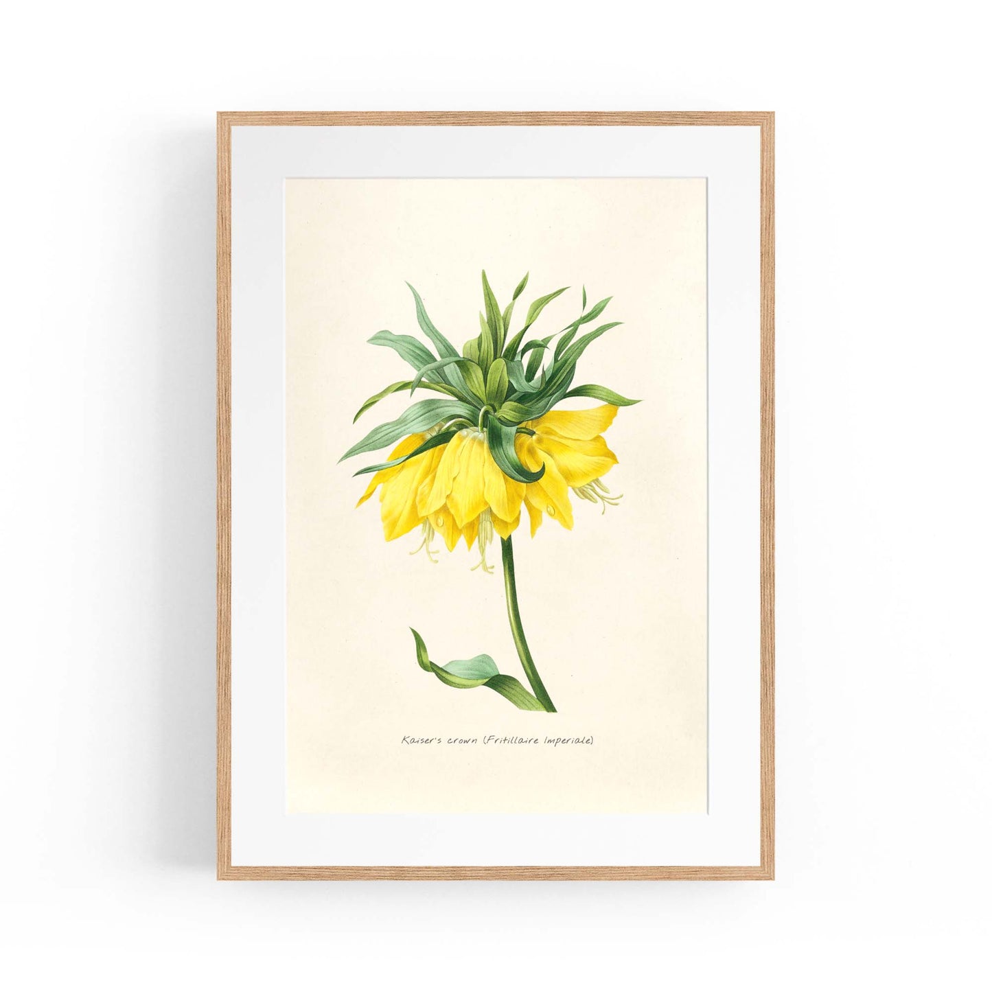 Yellow Flower Vintage Botanical Kitchen Wall Art #1 - The Affordable Art Company
