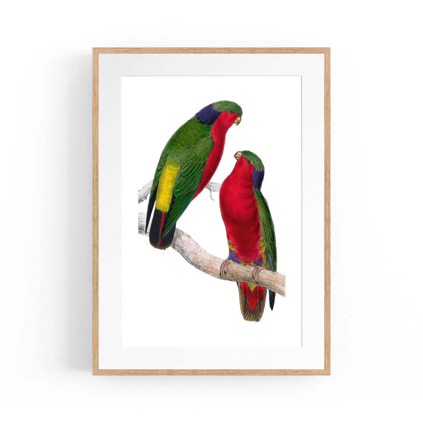 Kuhl's Lorikeet Exotic Bird Drawing Wall Art - The Affordable Art Company