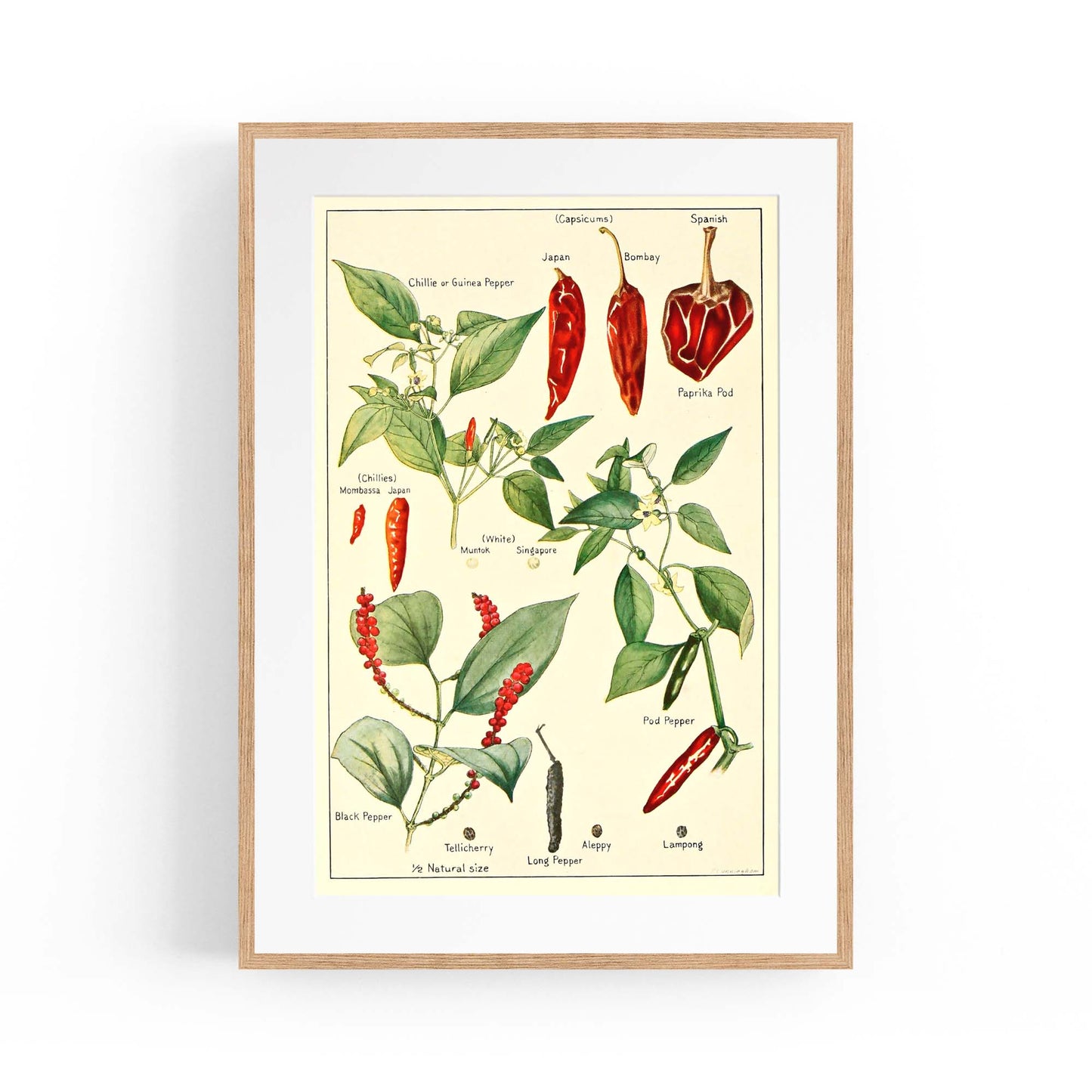 Chilli Botanical Drawing Kitchen Food Wall Art - The Affordable Art Company