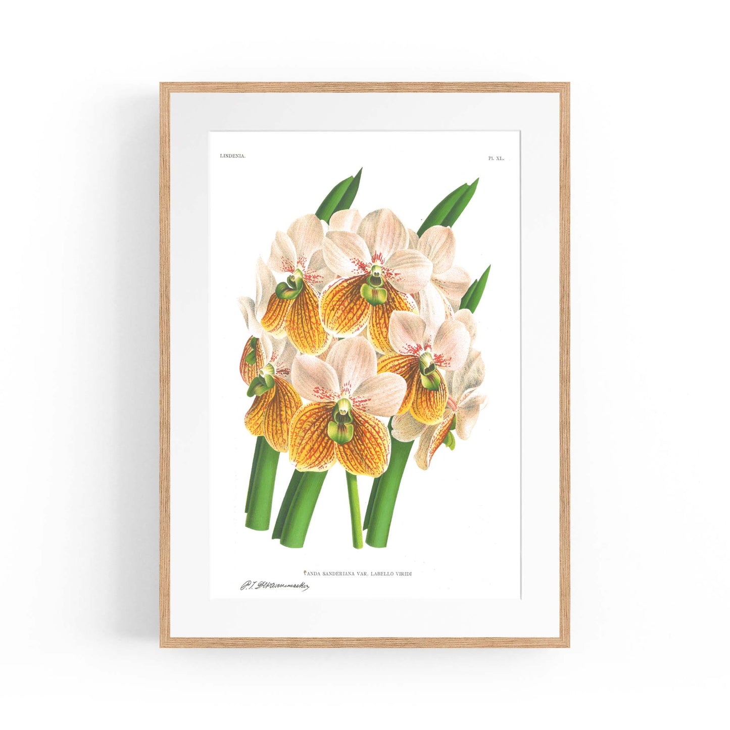 Yellow Flower Vintage Botanical Kitchen Wall Art #2 - The Affordable Art Company