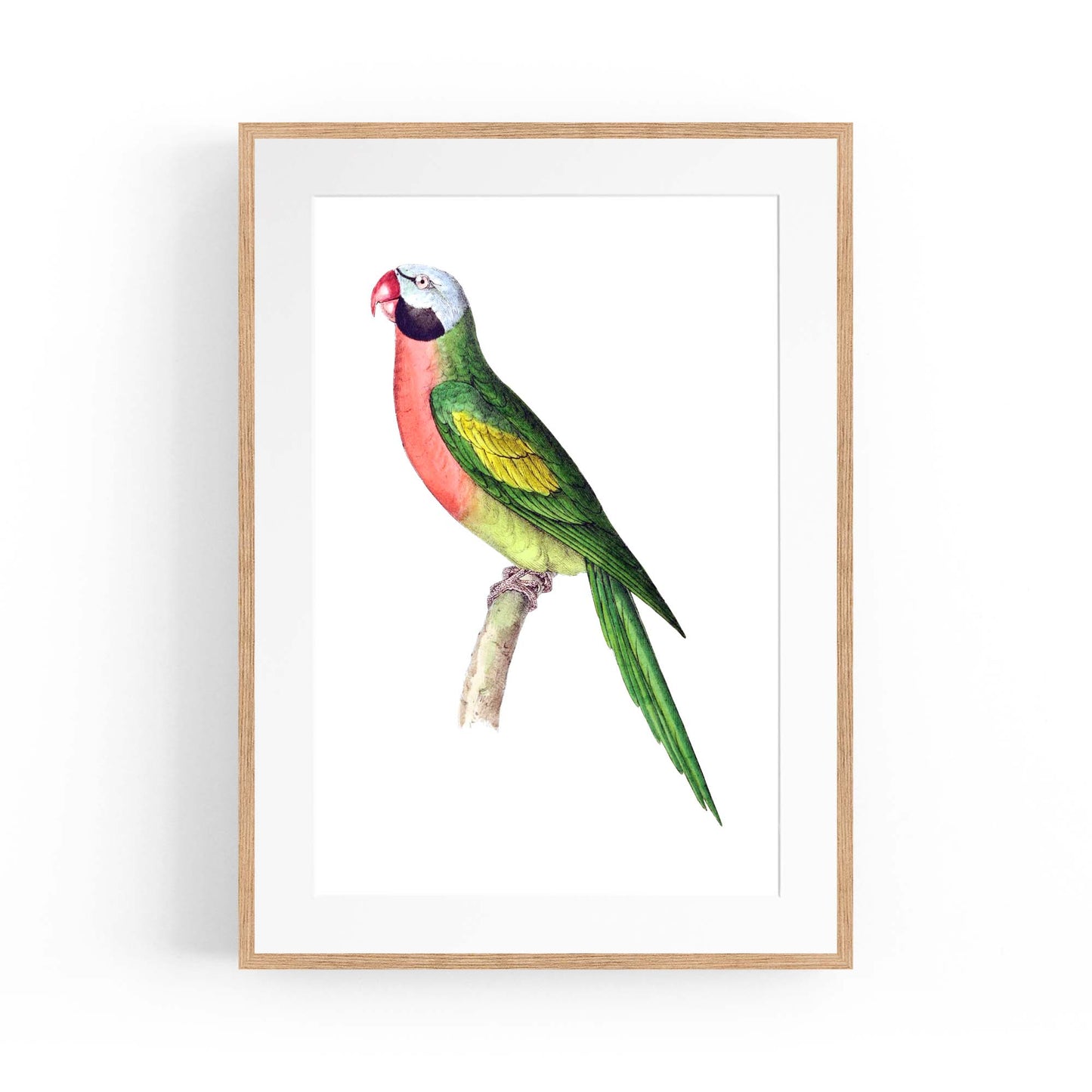 Moustached Parakeet Exotic Bird Drawing Wall Art - The Affordable Art Company