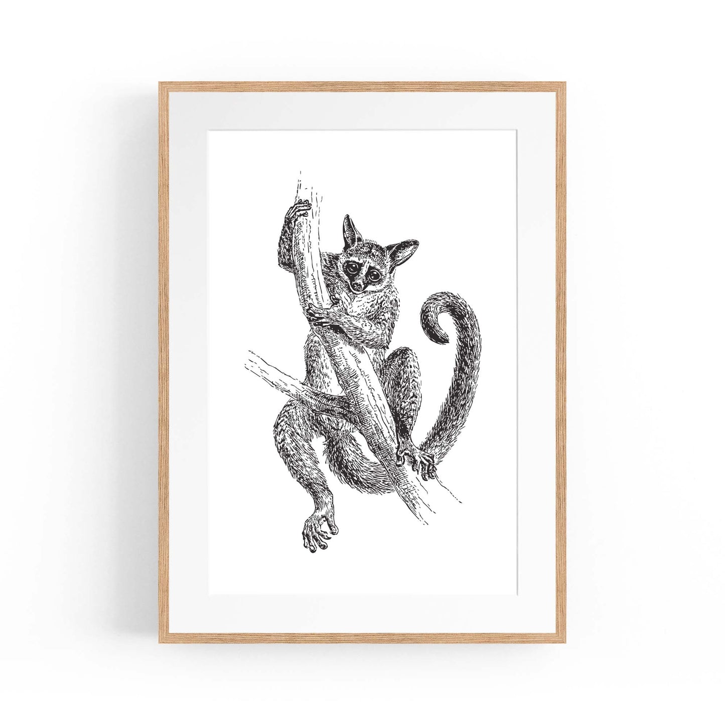 Lemur Detailed Drawing Animal Wall Art - The Affordable Art Company