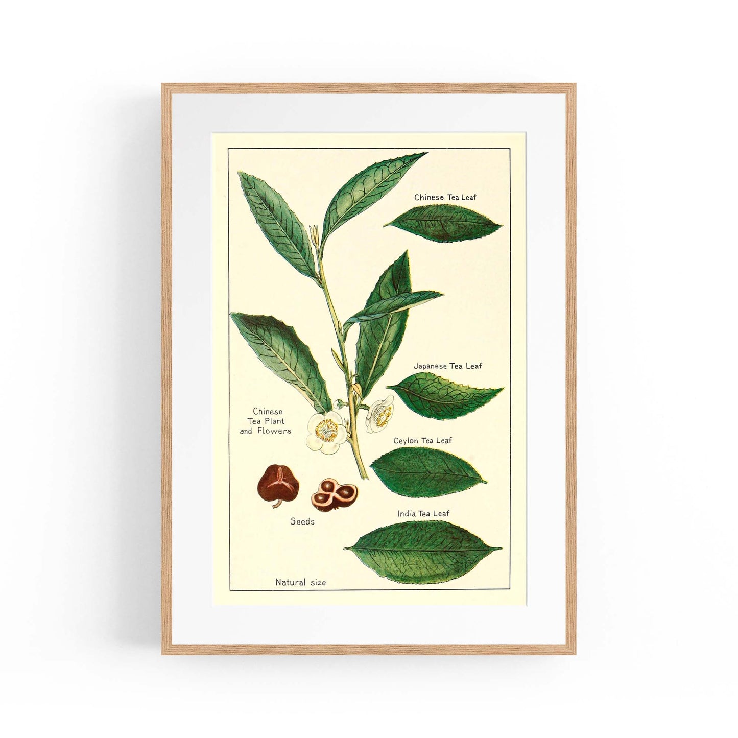 Green Tea Botanical Drawing Kitchen Wall Art - The Affordable Art Company