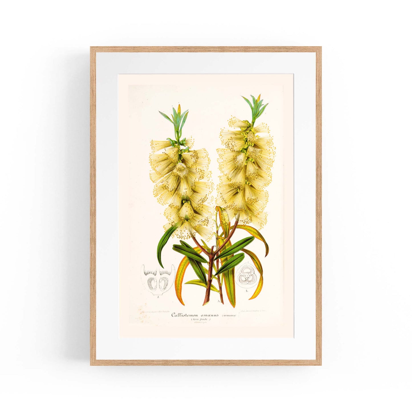 Yellow Flower Vintage Botanical Kitchen Wall Art #4 - The Affordable Art Company