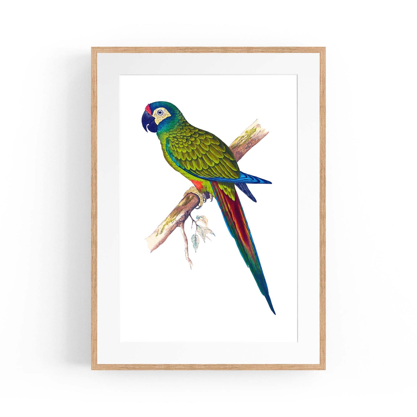 Blue-Winged Macaw Exotic Bird Drawing Wall Art - The Affordable Art Company