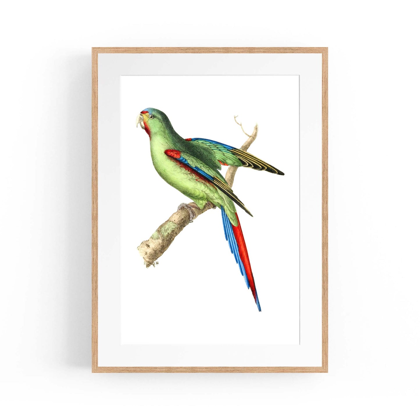 Red-Shouldered Parakeet Exotic Bird Wall Art - The Affordable Art Company