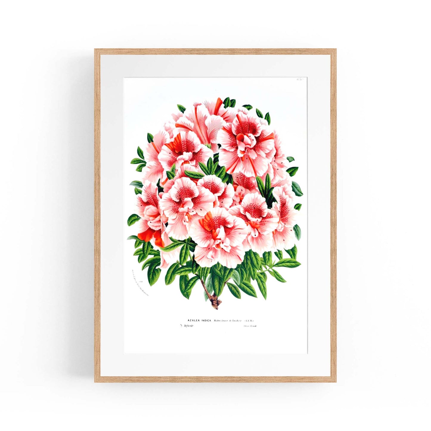 Vintage Pink Azalea Flowers Botanical Kitchen Wall Art #2 - The Affordable Art Company