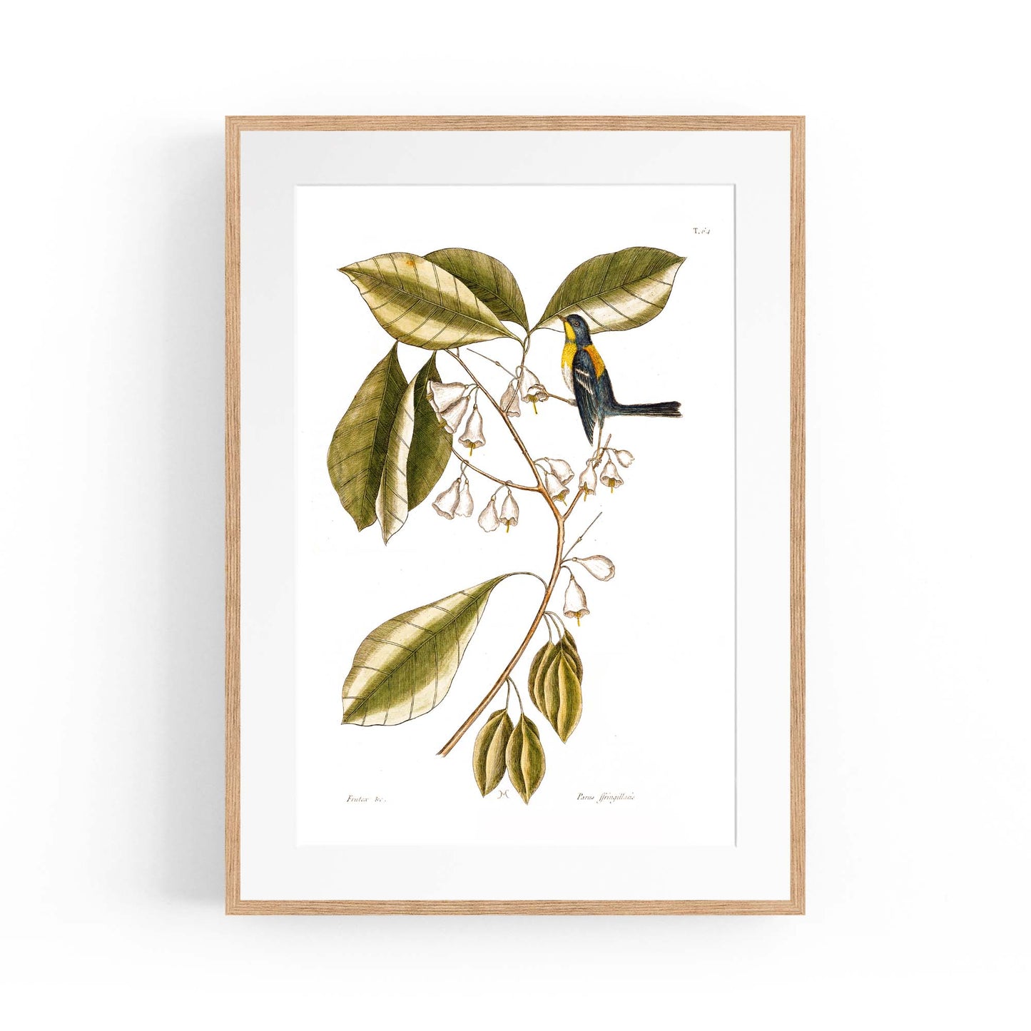White Flower Vintage Botanical Kitchen Wall Art #1 - The Affordable Art Company