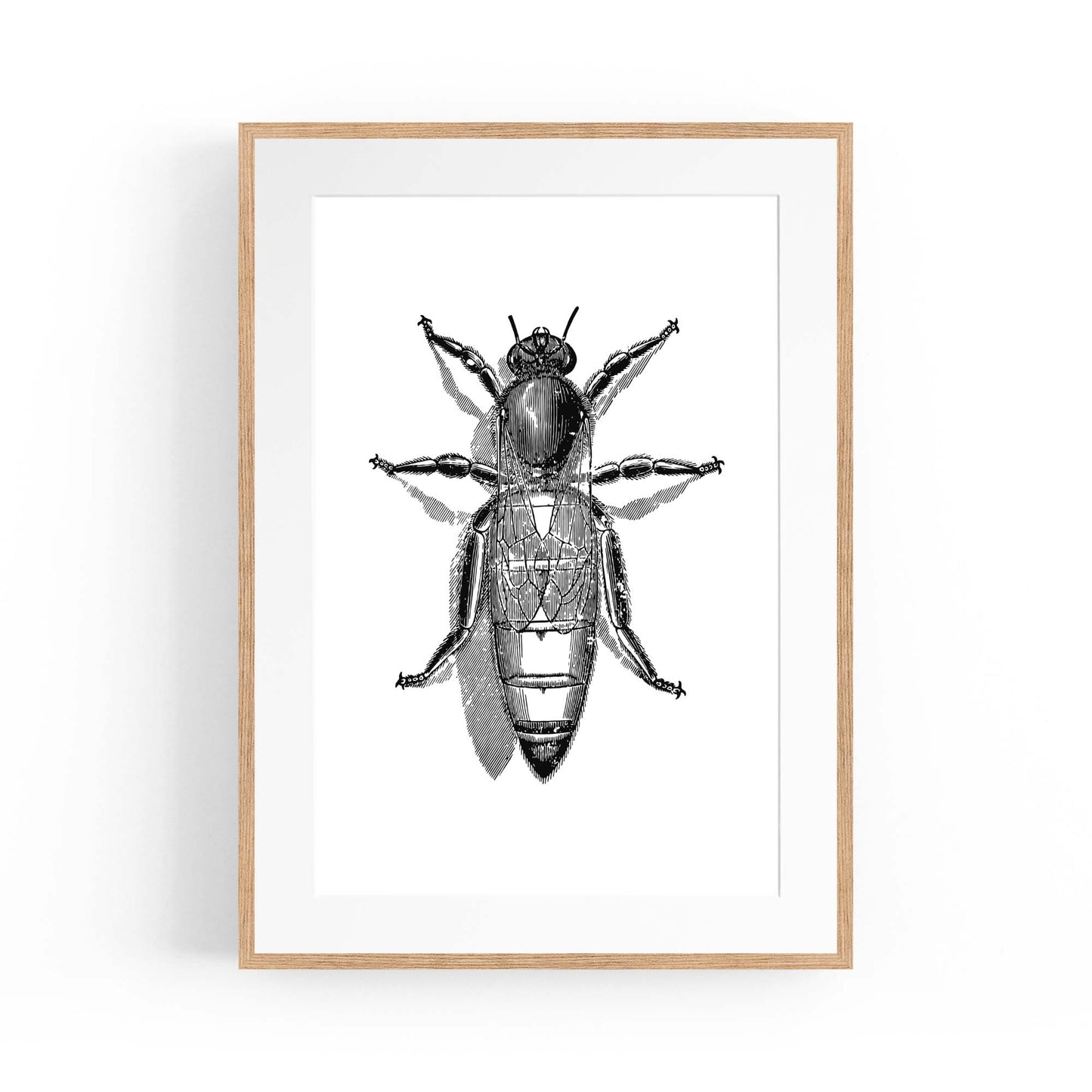 Queen Bee Drawing Insect Honey Wall Art - The Affordable Art Company