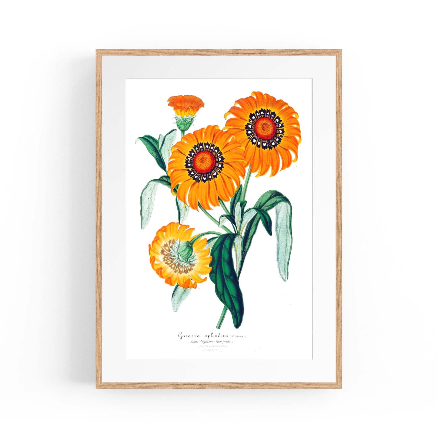 Orange Flowers Vintage Botanical Wall Art - The Affordable Art Company