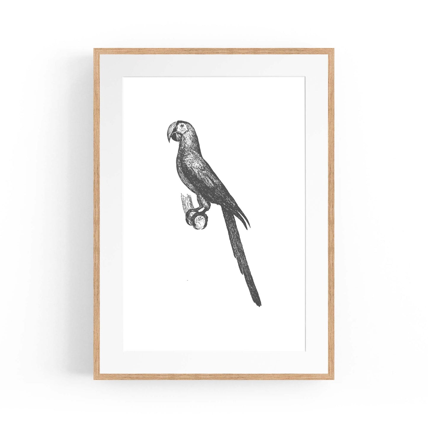 Parrot Drawing Minimal Exotic Bird Wall Art - The Affordable Art Company