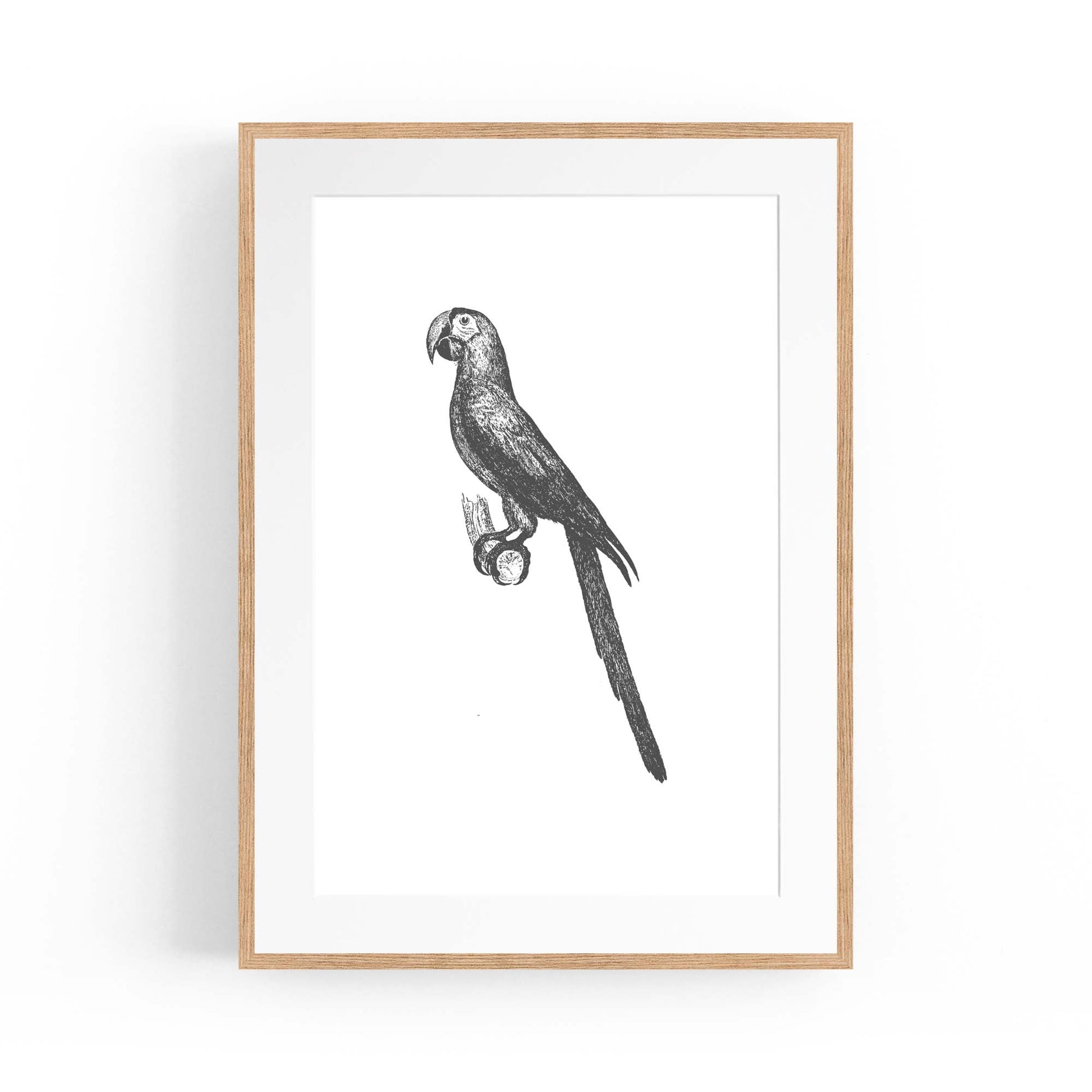 Parrot Drawing Minimal Exotic Bird Wall Art - The Affordable Art Company
