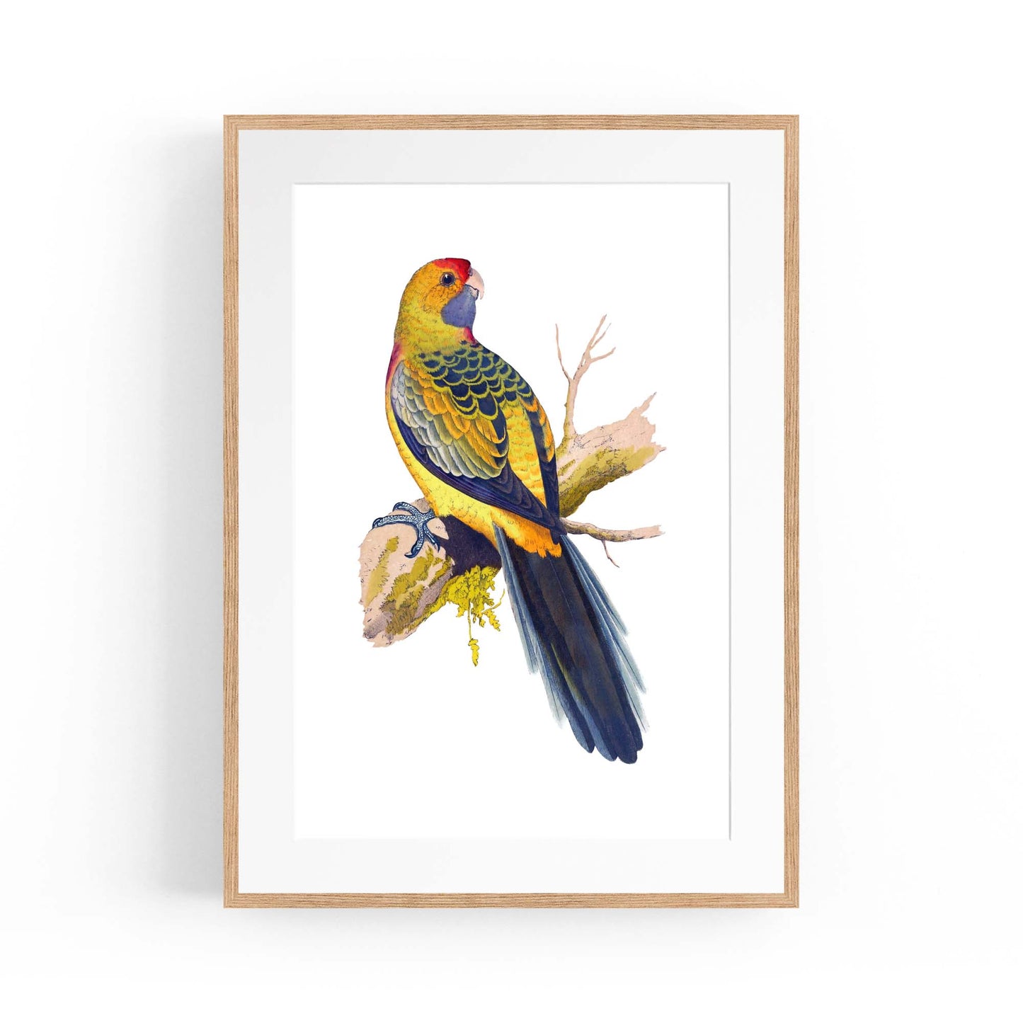 Yellow Rumped Parakeet Exotic Bird Wall Art - The Affordable Art Company