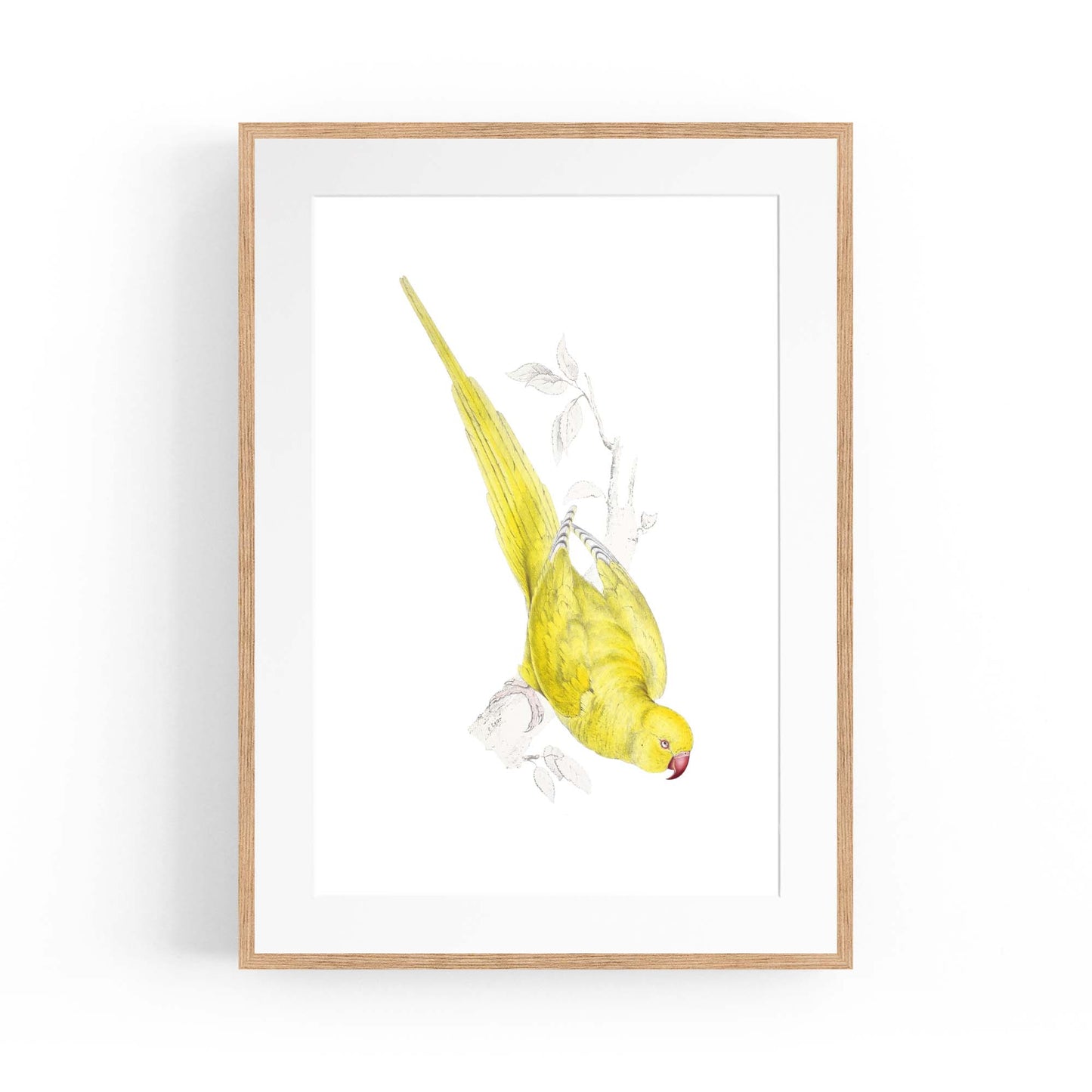 Yellow Roseringed Parakeet Exotic Bird Wall Art - The Affordable Art Company