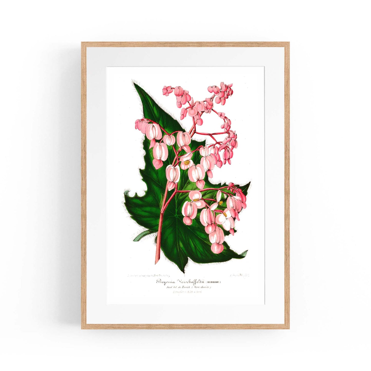 Vintage Pink Flowers Botanical Kitchen Wall Art #1 - The Affordable Art Company