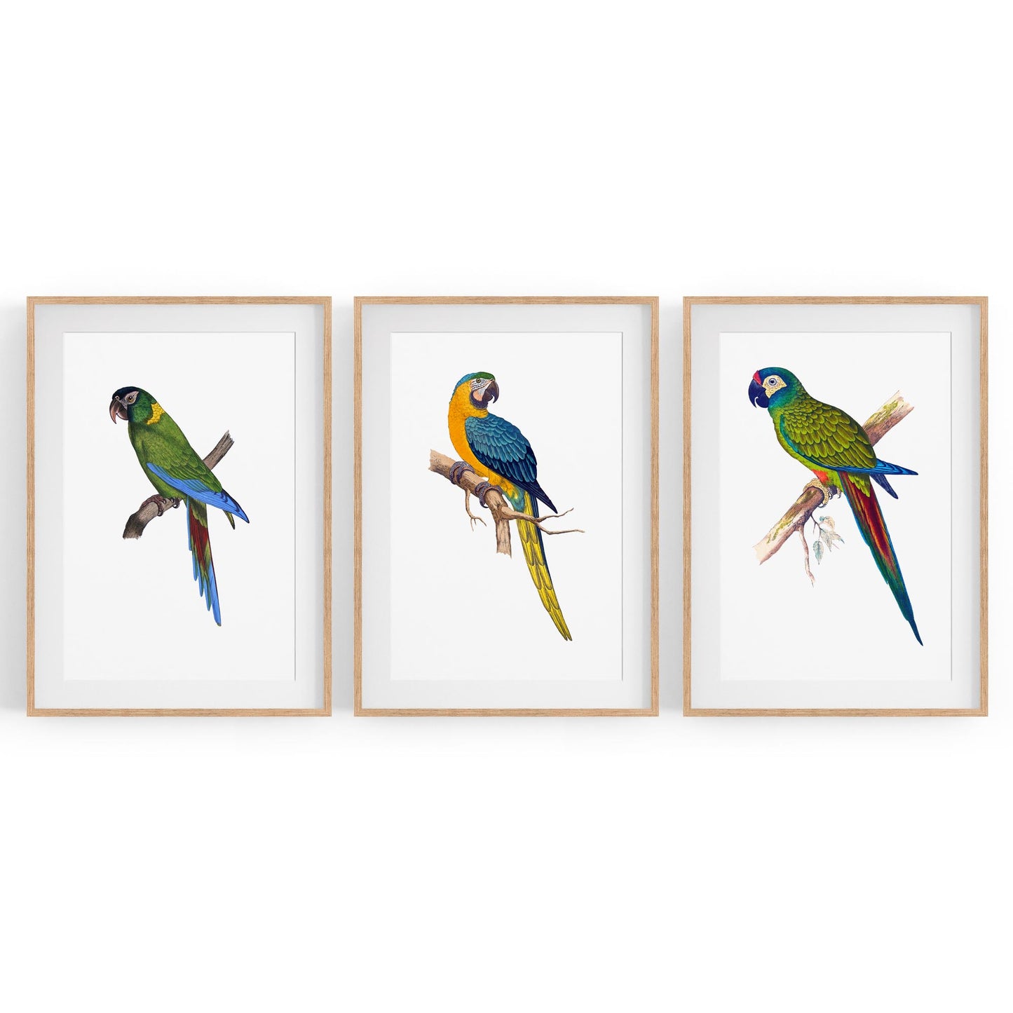 Set of Exotic Bird Drawings Australian Wall Art - The Affordable Art Company