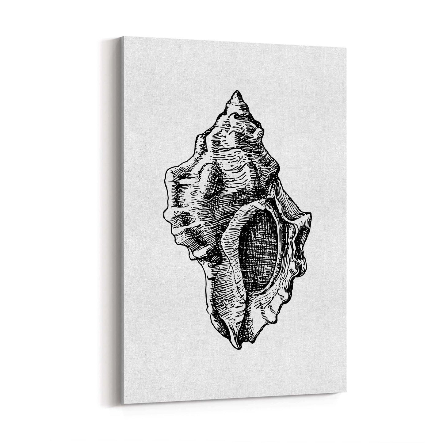 Sea Shell Drawing Coastal Nautical Theme Wall Art - The Affordable Art Company