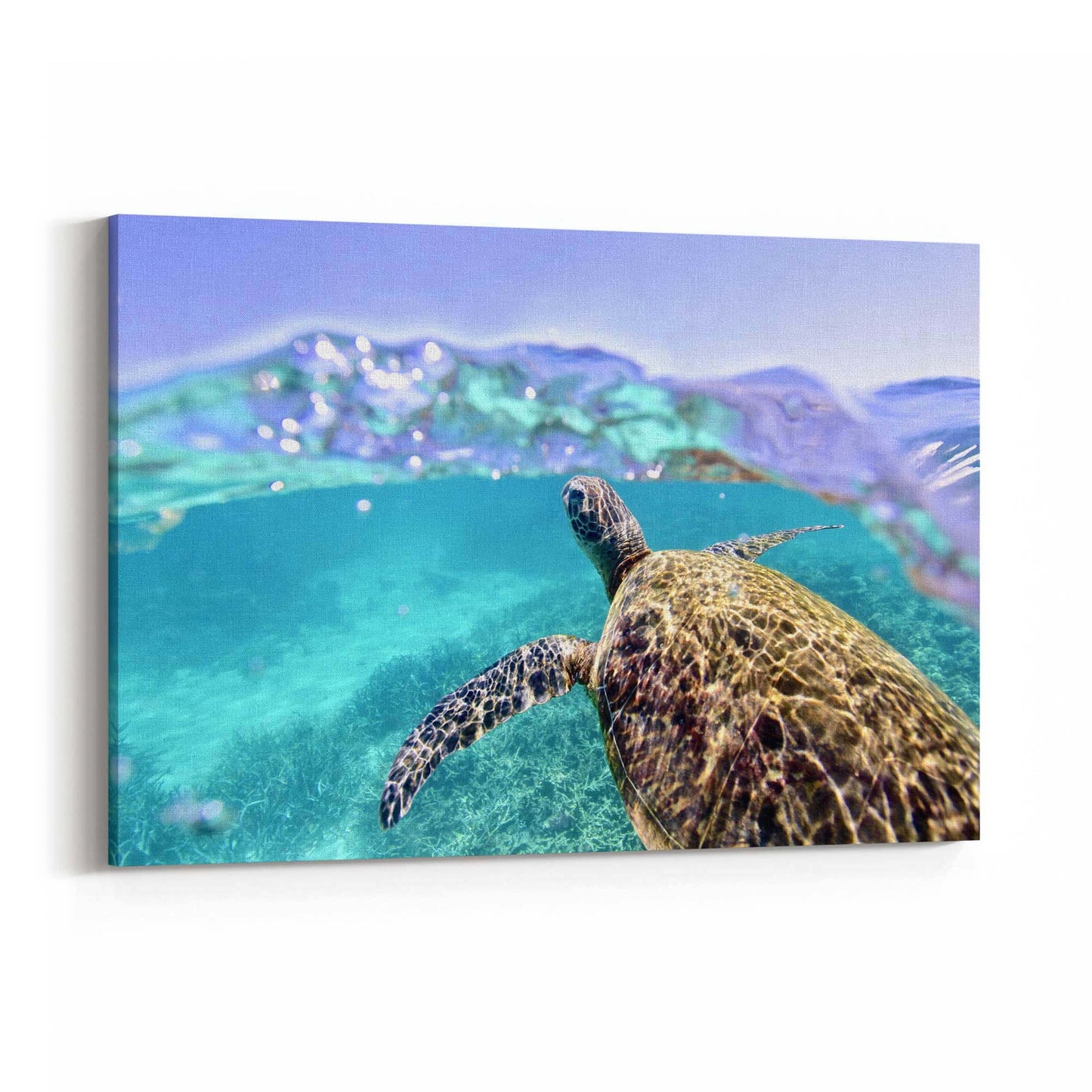 Green Sea Turtle, Ningaloo Reef Photograph Art - The Affordable Art Company