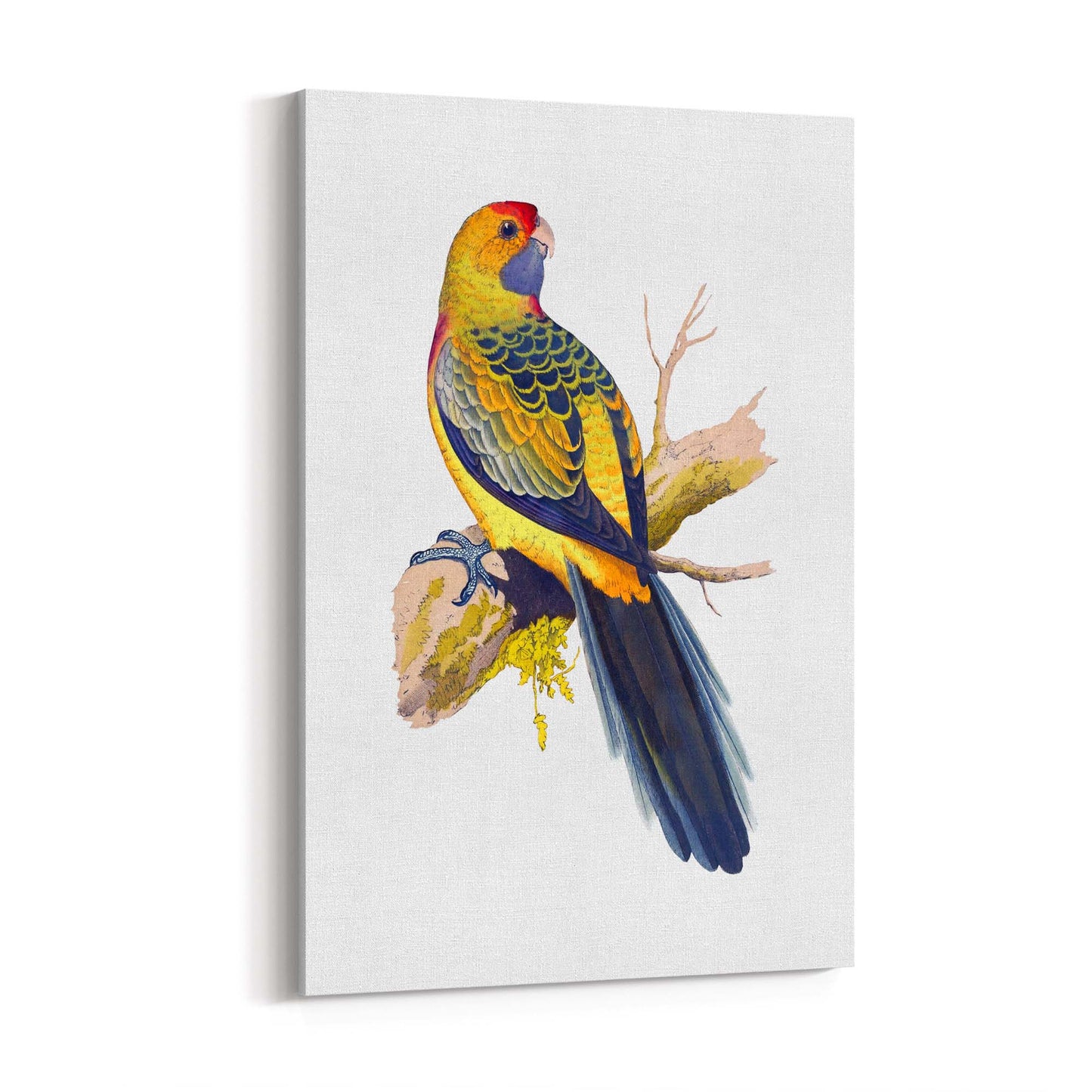 Yellow Rumped Parakeet Exotic Bird Wall Art - The Affordable Art Company