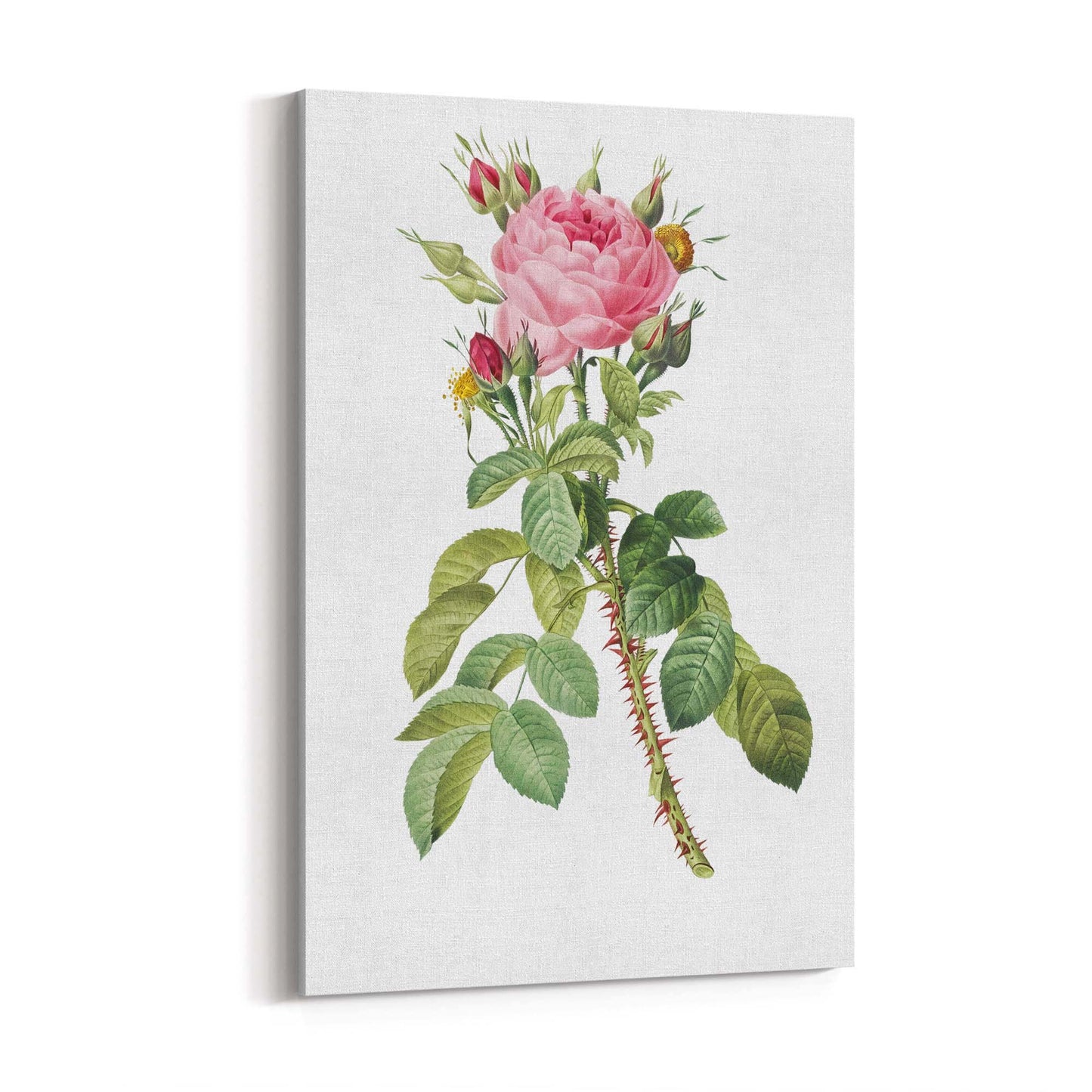 Rose Flower Botanical Drawing Kitchen Wall Art - The Affordable Art Company