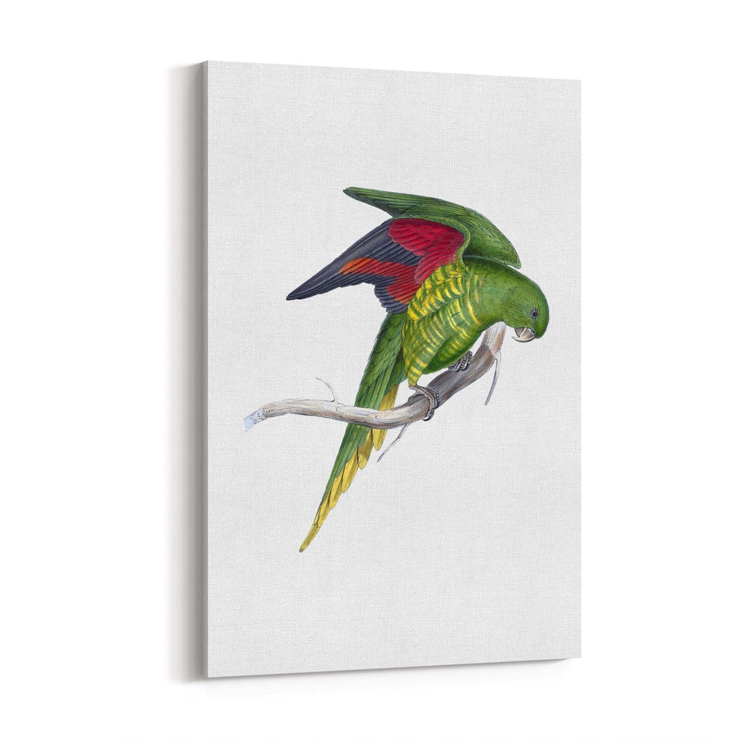 Matons Parakeet Exotic Bird Drawing Wall Art - The Affordable Art Company