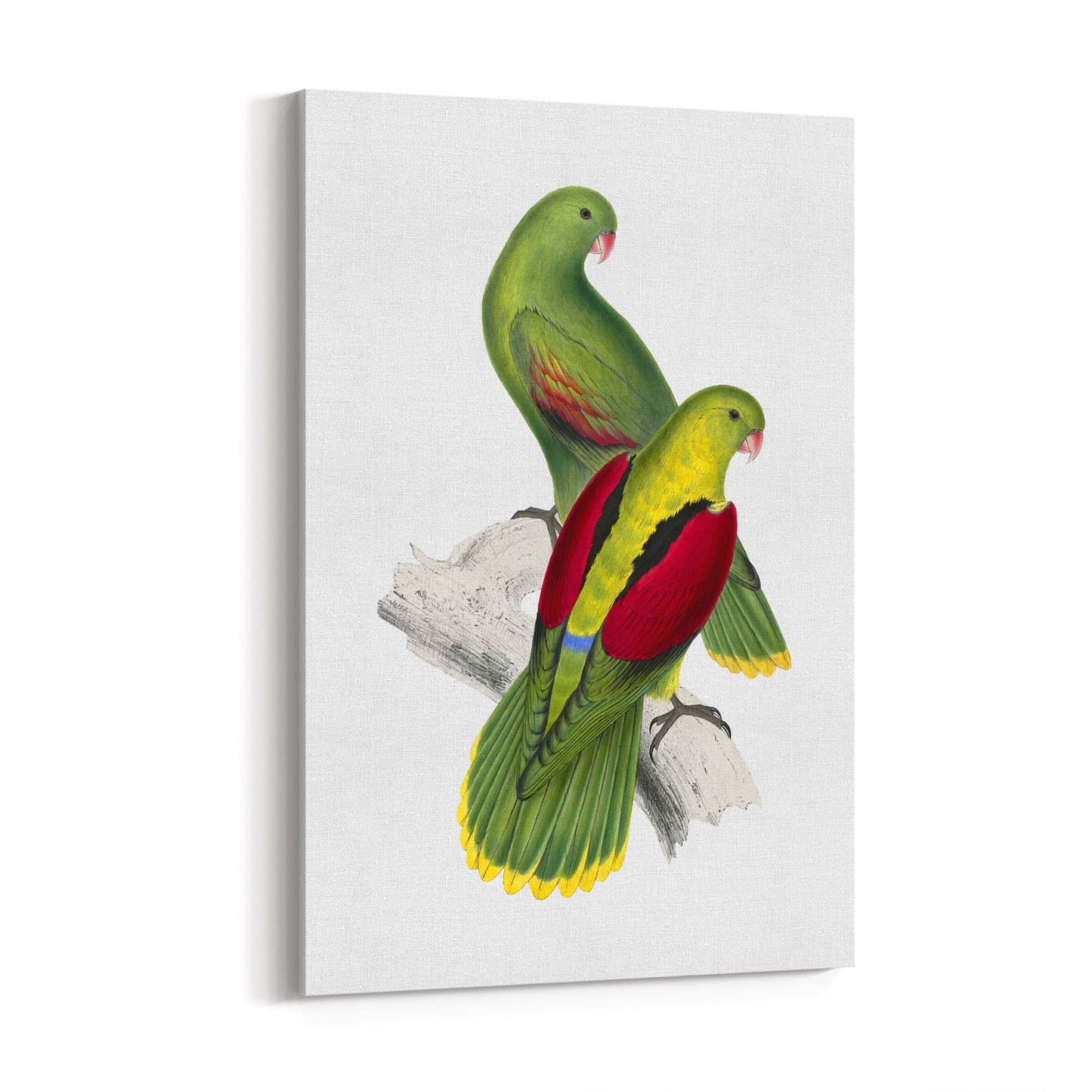 Crimson Winged Parakeet Exotic Bird Wall Art - The Affordable Art Company