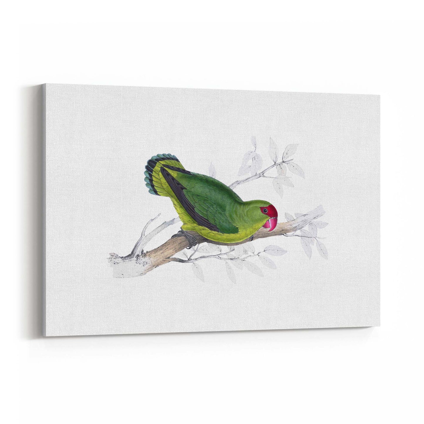 Black-Winged Lovebird Exotic Bird Drawing Wall Art - The Affordable Art Company