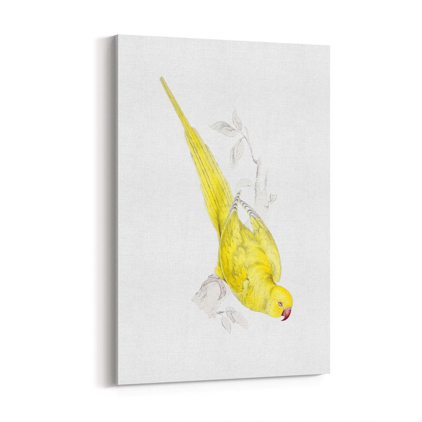 Yellow Roseringed Parakeet Exotic Bird Wall Art - The Affordable Art Company