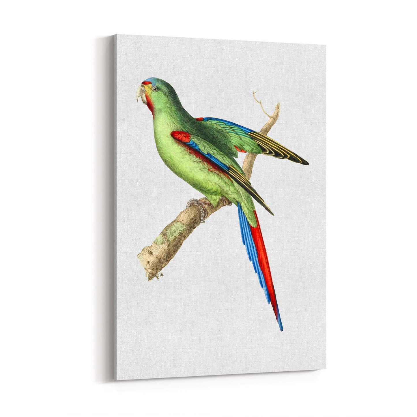 Red-Shouldered Parakeet Exotic Bird Wall Art - The Affordable Art Company