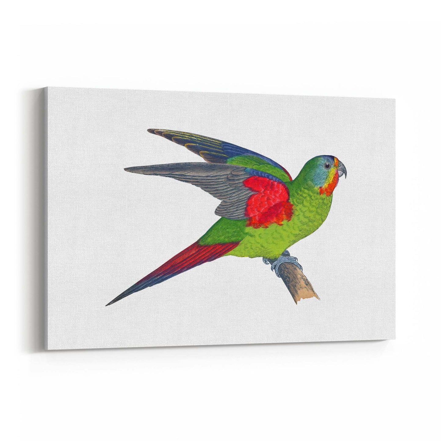 Swift Lorikeet Exotic Bird Drawing Wall Art - The Affordable Art Company