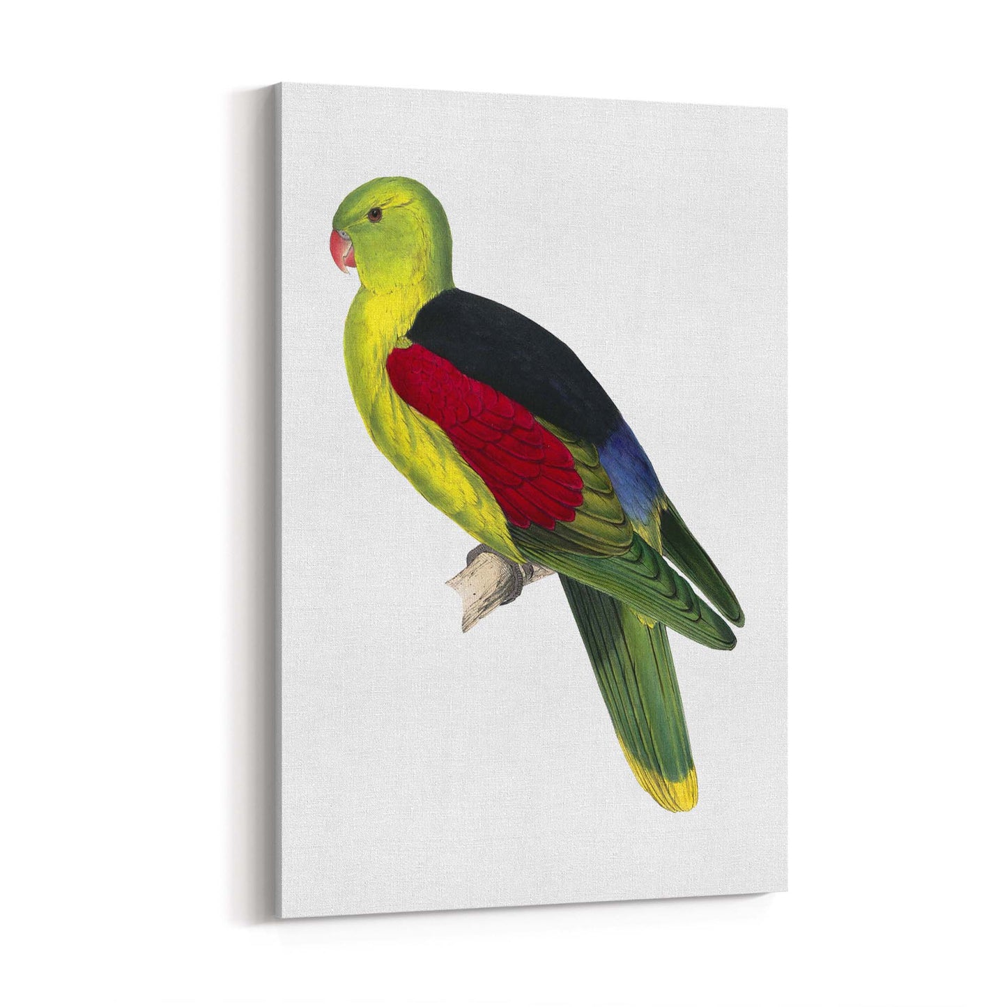 Crimson Winged Male Parakeet Exotic Bird Wall Art - The Affordable Art Company