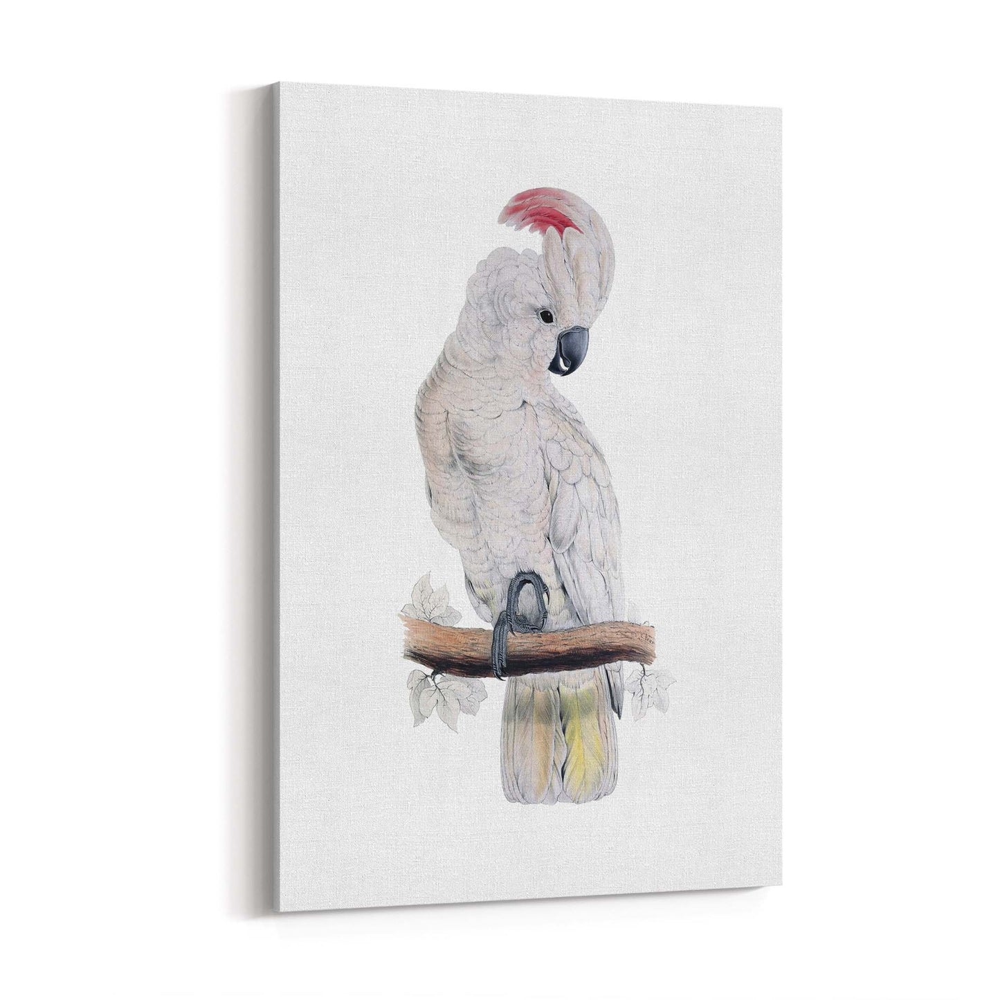 Salmon Crested Cockatoo Exotic Bird Wall Art - The Affordable Art Company