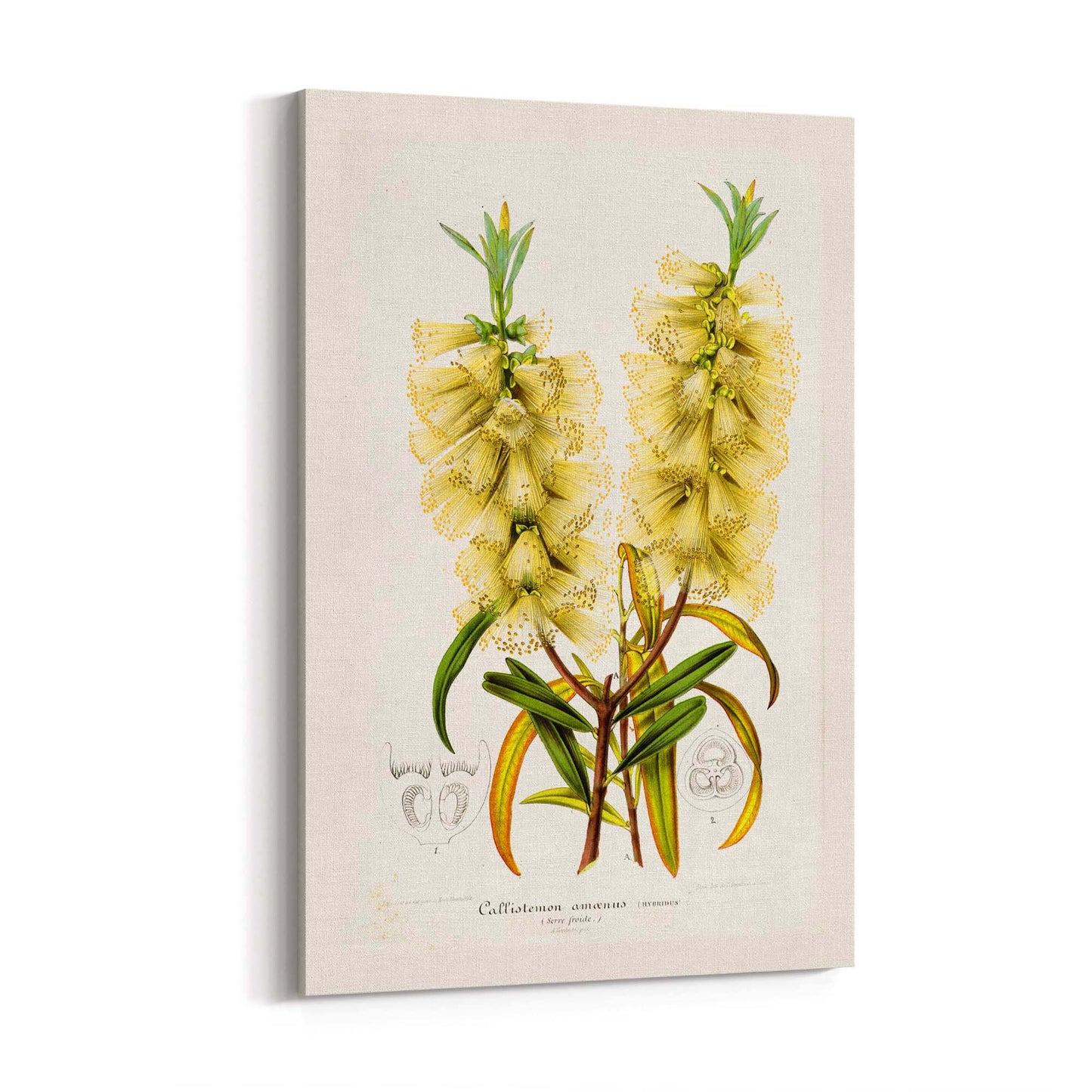 Yellow Flower Vintage Botanical Kitchen Wall Art #4 - The Affordable Art Company
