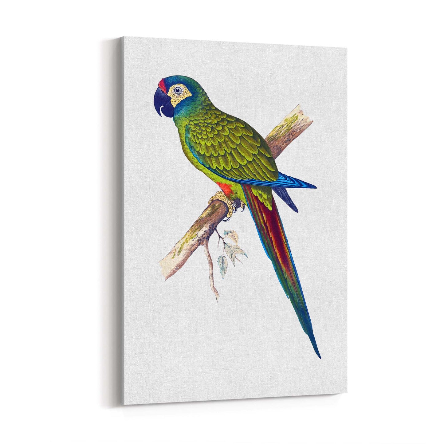 Blue-Winged Macaw Exotic Bird Drawing Wall Art - The Affordable Art Company