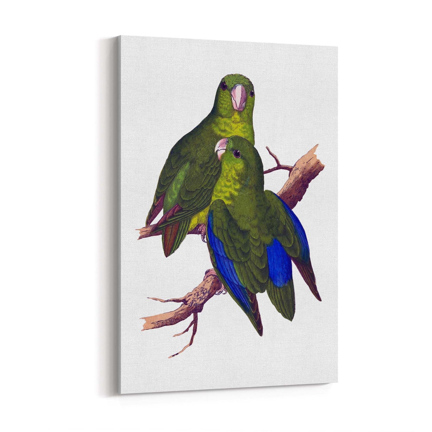 Blue-Winged Parakeet Exotic Bird Drawing Wall Art - The Affordable Art Company