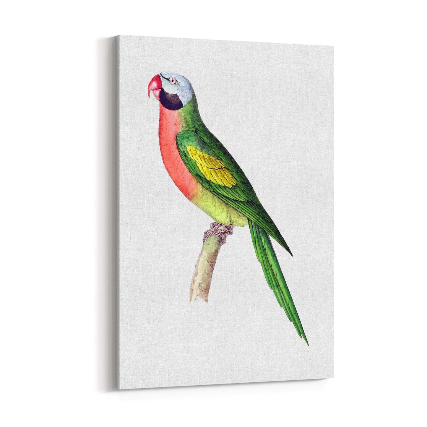 Moustached Parakeet Exotic Bird Drawing Wall Art - The Affordable Art Company