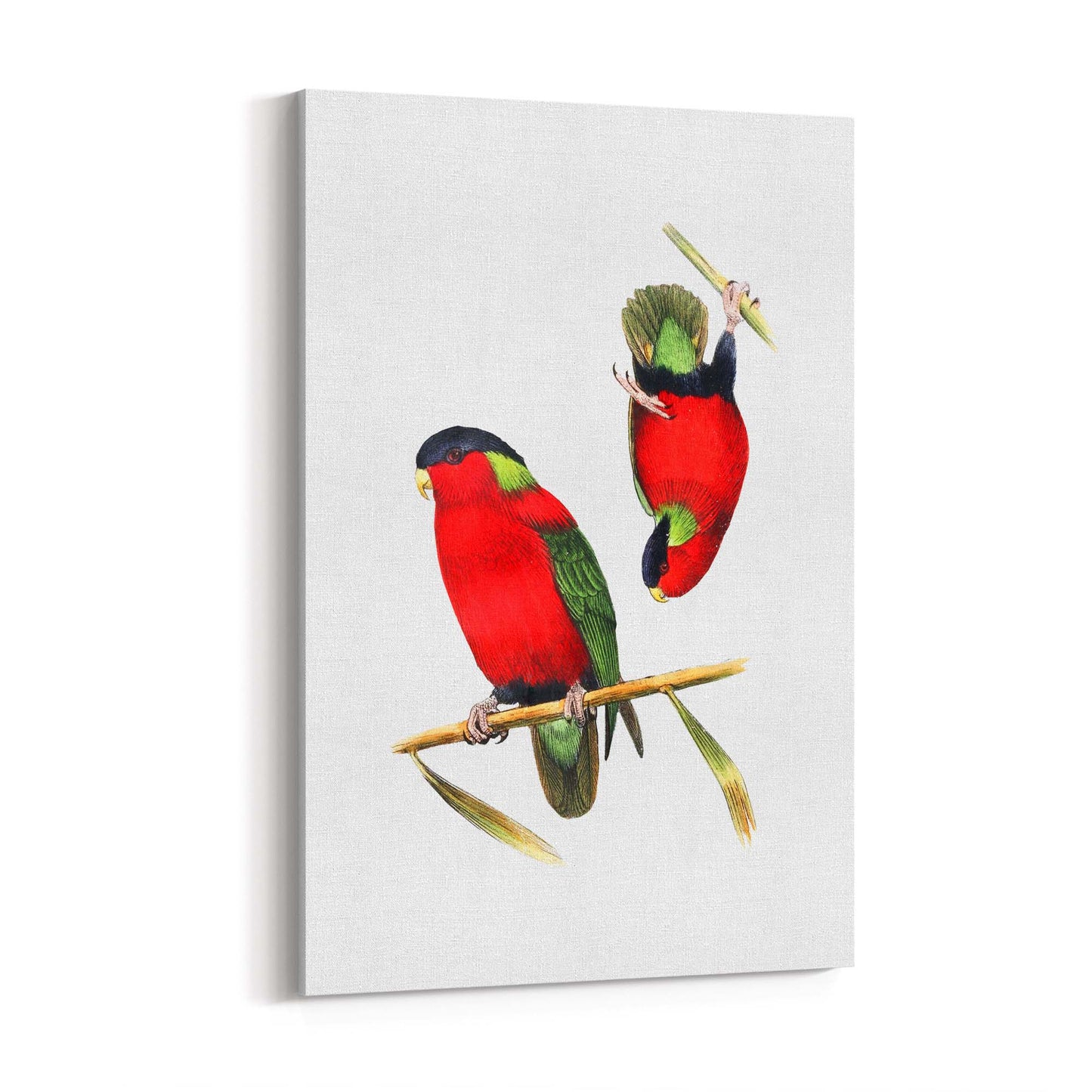 Collared Lories Bird Exotic Drawing Wall Art - The Affordable Art Company