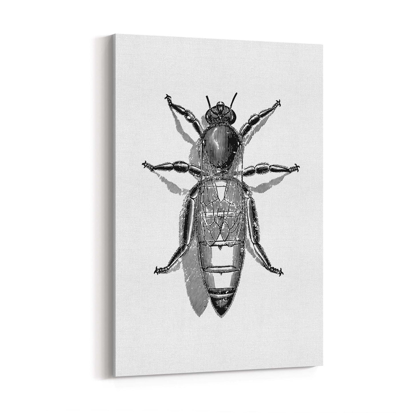 Queen Bee Drawing Insect Honey Wall Art - The Affordable Art Company