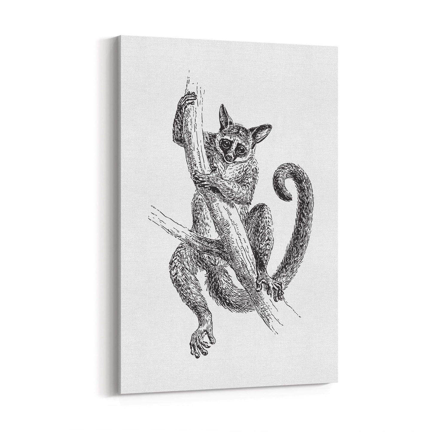 Lemur Detailed Drawing Animal Wall Art - The Affordable Art Company