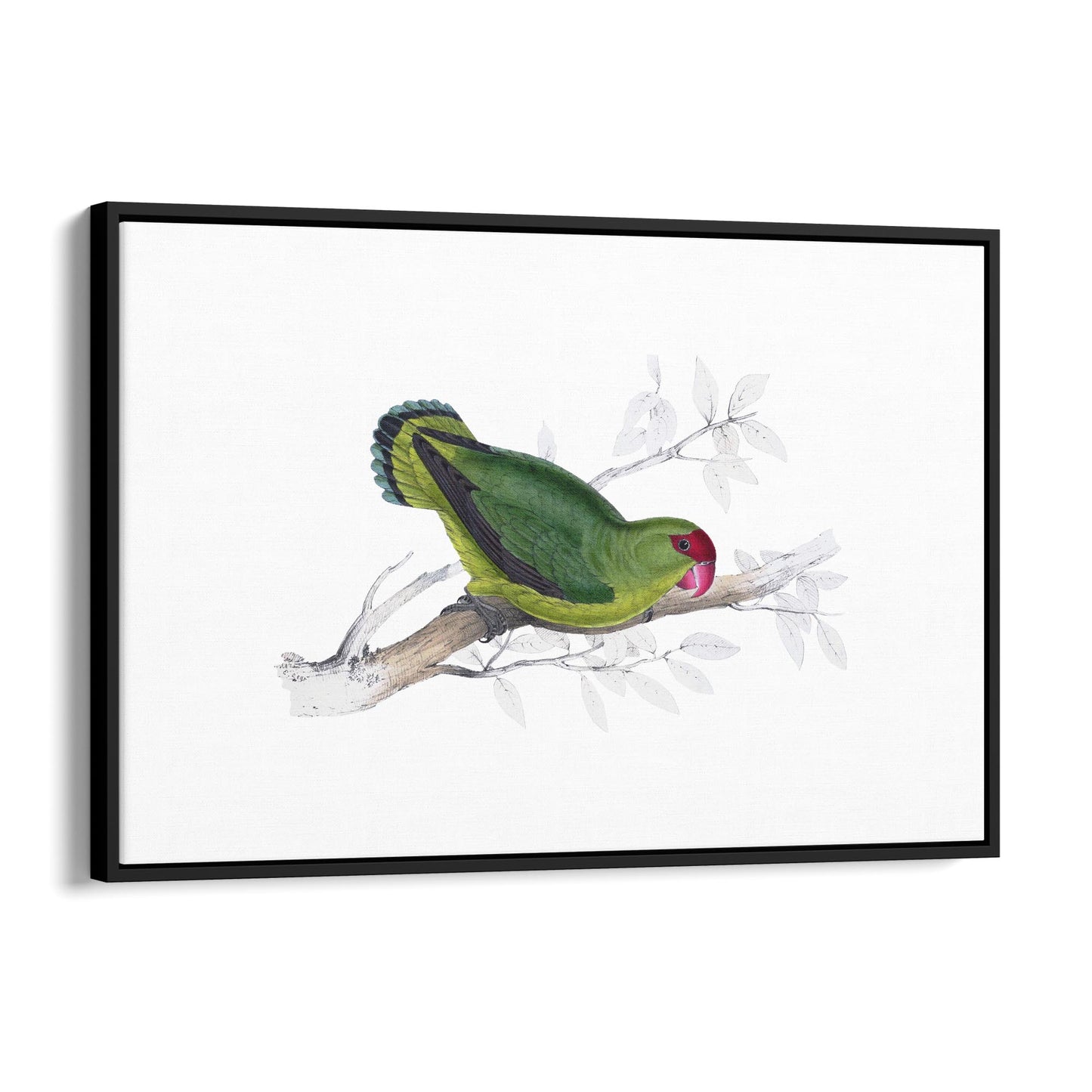 Black-Winged Lovebird Exotic Bird Drawing Wall Art - The Affordable Art Company