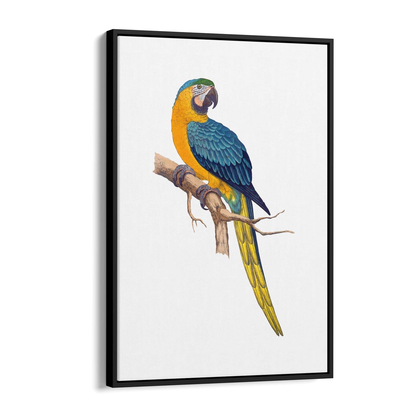 Blue and Yellow Macaw Exotic Bird Drawing Wall Art - The Affordable Art Company