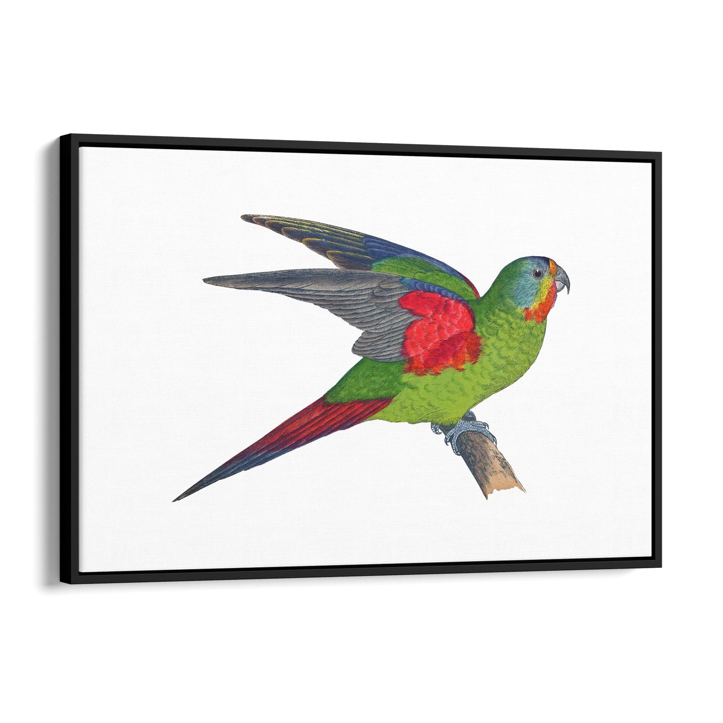 Swift Lorikeet Exotic Bird Drawing Wall Art - The Affordable Art Company