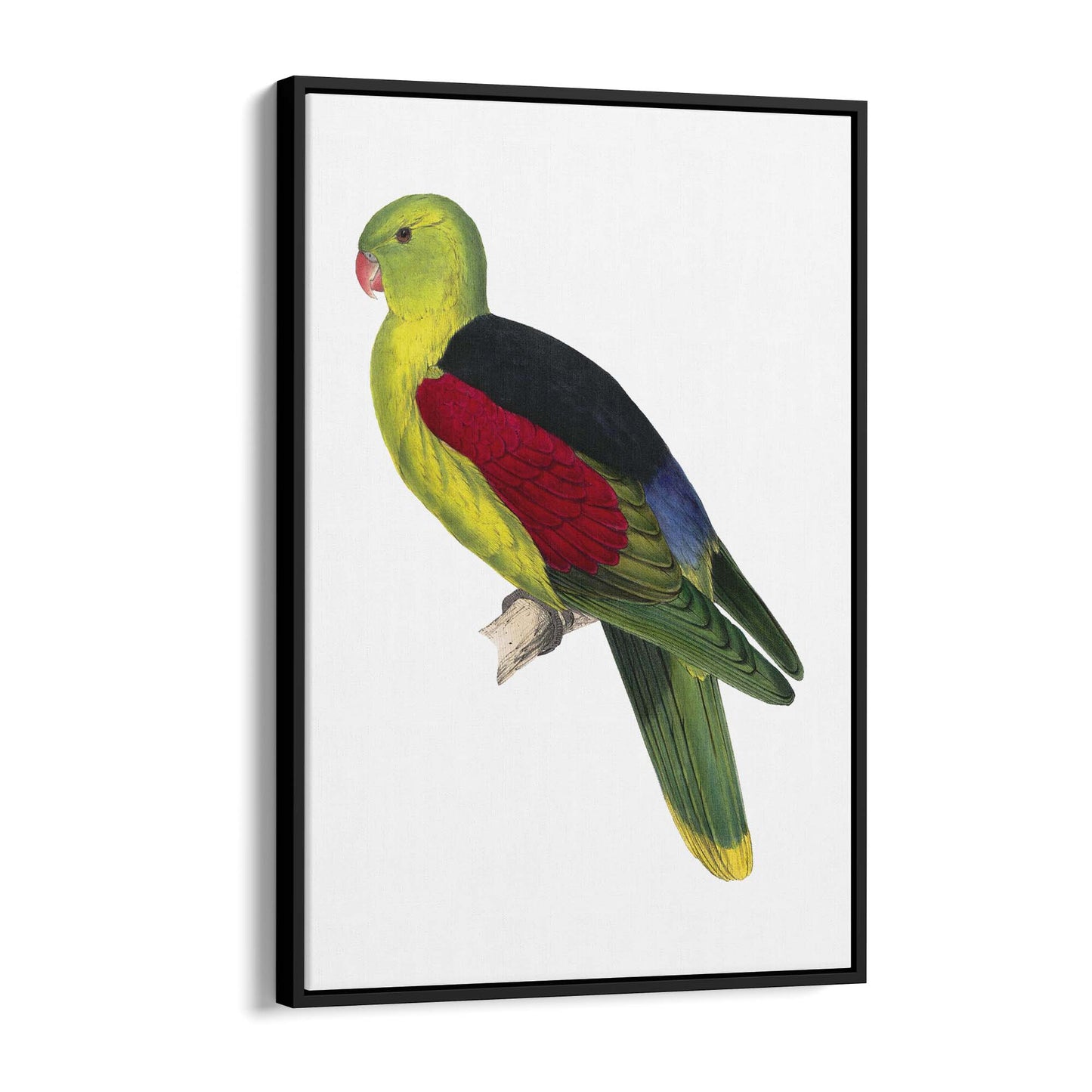 Crimson Winged Male Parakeet Exotic Bird Wall Art - The Affordable Art Company