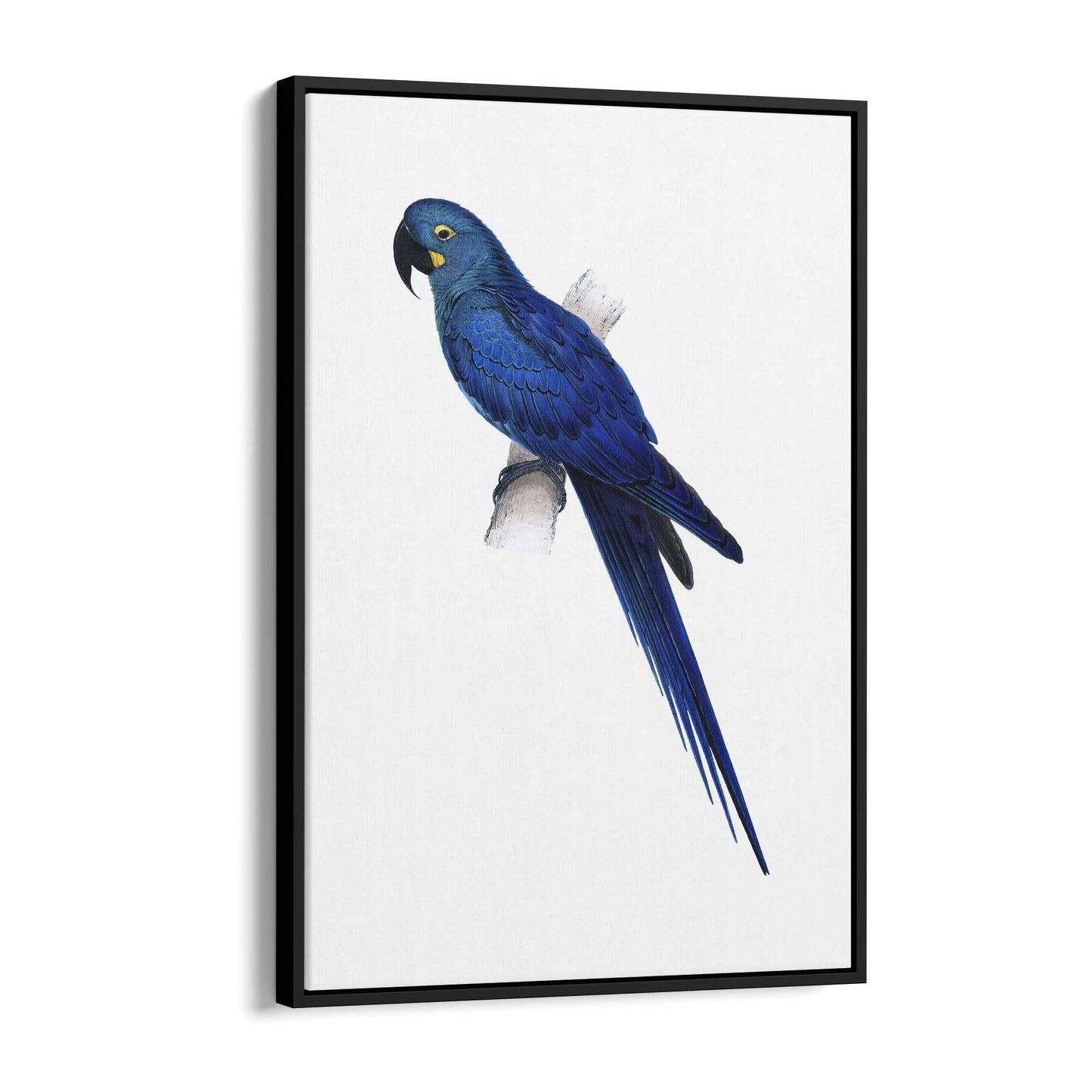 Hyacinth Macaw Blue Exotic Bird Drawing Wall Art - The Affordable Art Company