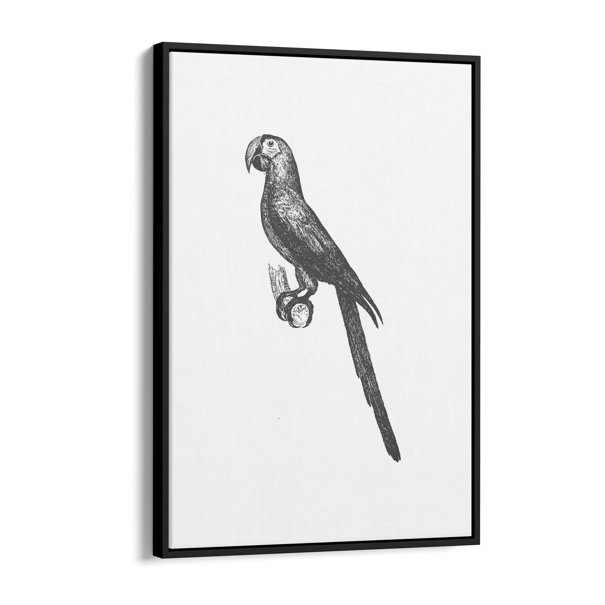 Parrot Drawing Minimal Exotic Bird Wall Art - The Affordable Art Company