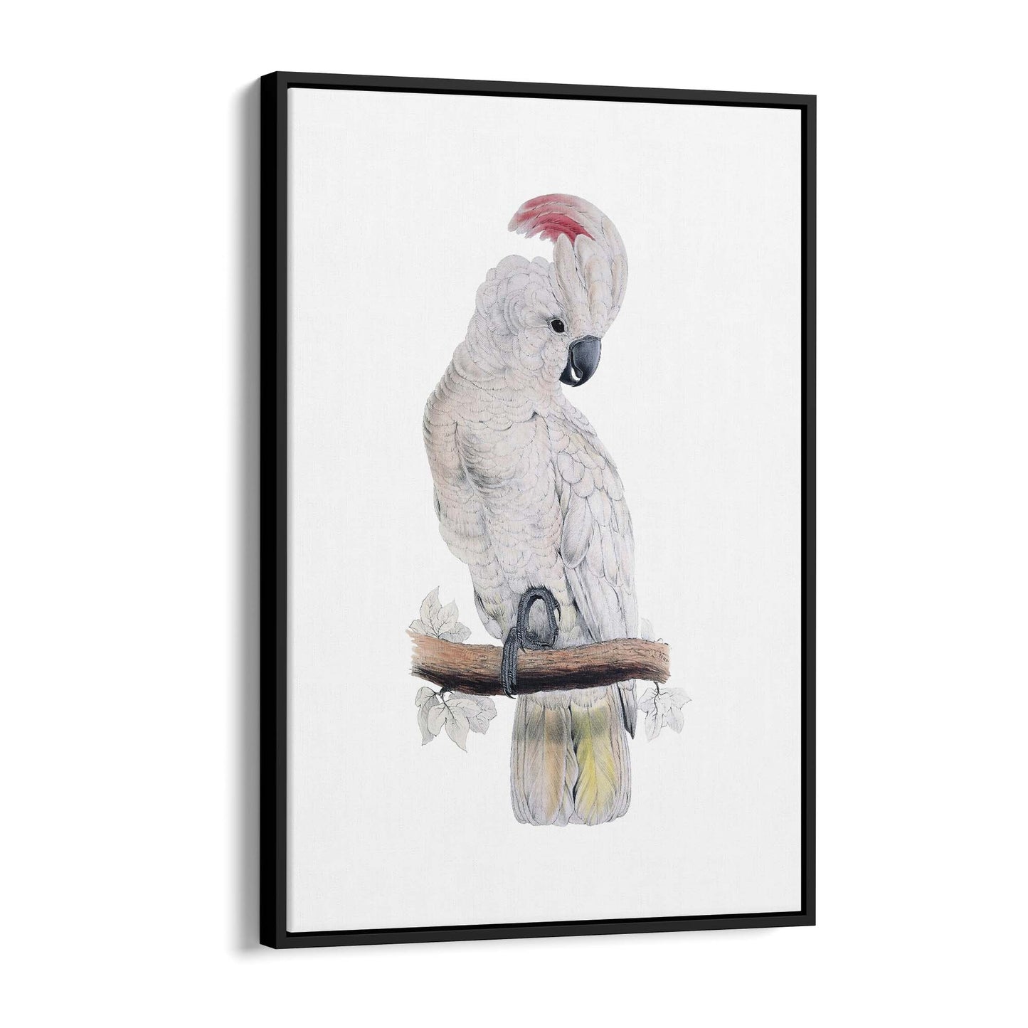 Salmon Crested Cockatoo Exotic Bird Wall Art - The Affordable Art Company